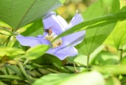 夢(mèng)到養(yǎng)烏龜，寓意與感悟，夢(mèng)到養(yǎng)烏龜，寓意與心靈感悟