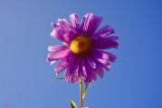 牡丹花園游戲注冊攻略，輕松入門，暢游花海！暢游牡丹花海，輕松注冊攻略，入門必備！
