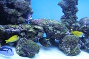 夢游深海之境——記一場巨大魚兒的夢境，夢游深海之境，巨大魚兒的夢境之旅