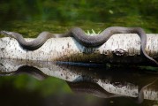 夢到魚死了，深邃的夢境與內(nèi)心的反思，夢境中的魚逝去，深邃的心靈反思