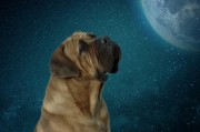 夢到動物，解讀夢境中的神秘信息，解讀夢境中的神秘信息，夢到動物的含義