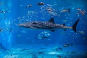 夢中水世界，魚群涌動的奇幻之旅，夢中水世界，奇幻魚群涌動的夢境之旅