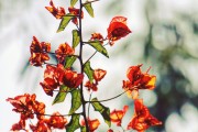 夢中的青蘋果，一段關(guān)于成長與希望的探索，夢中的青蘋果，成長之路上的希望探索