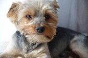 如何輕松注冊CKU，開啟你的犬類生涯，輕松開啟犬類生涯，CKU注冊指南