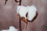 如何看待短纖期貨不能購買的情況？背后的原因和影響是什么？