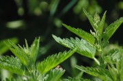 繽紛盆栽會(huì)員注冊(cè)攻略，輕松開啟綠色生活之旅，解鎖綠色生活，繽紛盆栽會(huì)員注冊(cè)全攻略