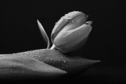 夢(mèng)中的白色老鼠，神秘之夢(mèng)的解讀