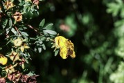 夢到花園，心靈的綠洲與生命的交響，夢中的花園，心靈的綠洲與生命的交響