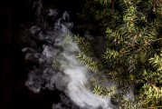蒸汽朋克風格的植物大戰(zhàn)僵尸，植物刺客，一款無需付費的游戲，蒸汽朋克植物戰(zhàn)爭僵尸，免費游戲帶你體驗末日生存