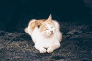 夢(mèng)中的神秘對(duì)話，貓咪的言語(yǔ)之謎