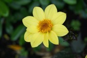 夢(mèng)中的綠色植物，生命的啟示與心靈的滋養(yǎng)，夢(mèng)中的綠色植物，生命的啟示與心靈的滋養(yǎng)