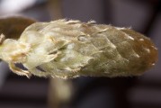 女人夢到摘核桃，解讀夢境的深層含義