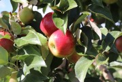 夢(mèng)中的西紅柿之旅，夢(mèng)游西紅柿之奇遇
