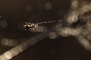 夢(mèng)到頭皮屑，一次關(guān)于自我認(rèn)知的探索