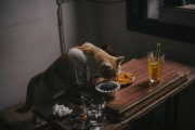 夢(mèng)中奇遇，我生下了一只貓