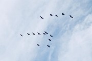 飛翔的夢想——夢到變成鳥的奇妙體驗(yàn)