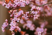 夢(mèng)中的開(kāi)花樹(shù)，生命的啟示與美好，夢(mèng)中的開(kāi)花樹(shù)，生命的啟示與美好