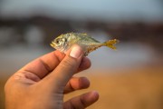 夢到釣到魚，寓意與解讀，夢到釣到魚的寓意與解讀