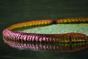 免費(fèi)植物大戰(zhàn)僵尸游戲——讓你享受無盡的種植與保衛(wèi)的樂趣，全球最經(jīng)典的免費(fèi)植物防御策略游戲，植物大戰(zhàn)僵尸