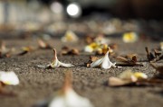 夢中尋覓，地上繁多的頭發(fā)，夢中尋覓，發(fā)絲繁多的秘密