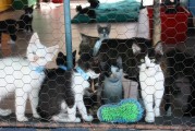 CKU犬舍注冊(cè)全攻略，輕松開(kāi)啟您的犬舍之路，CKU犬舍注冊(cè)指南，輕松踏上千里犬舍征途