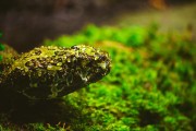 夢到滿地蛇，解讀預示的神秘之謎，夢到滿地蛇，解讀預示的神秘之謎