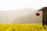 夢中的花?！业脑曰ㄖ?，夢中的花海，我的栽花之旅