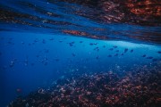 夢中尋魚——水中的奧秘，夢中尋魚，水中的奧秘之旅