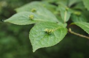 立秋節(jié)氣已過(guò)，國(guó)內(nèi)大豆需求能否提升？
