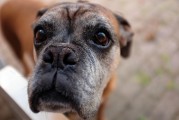 如何查詢注冊犬舍，CKU注冊犬舍查詢?nèi)ヂ?，CKU注冊犬舍查詢指南，全面攻略解析