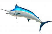 沙魚游戲免費(fèi)下載，讓你享受指尖的激情與冒險(xiǎn)，沙魚，輕松暢享指尖激戰(zhàn)的樂趣