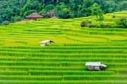 一款讓玩家深度體驗(yàn)農(nóng)業(yè)種植樂(lè)趣的免費(fèi)農(nóng)場(chǎng)種菜游戲，耕作樂(lè)土，輕松有趣的農(nóng)業(yè)種植游戲