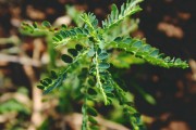 夢中的異樣生物——蝎子與蜈蚣的神秘啟示，夢中的異樣啟示，蝎子與蜈蚣的神秘符號