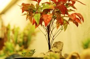孕婦夢(mèng)到種菜的寓意與解讀，孕婦夢(mèng)到種菜的寓意與解析