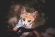 夢(mèng)到買(mǎi)貓的寓意與解讀