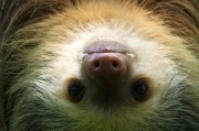 夢中的野生動物，神秘的自然之語，夢中的野生動物，神秘的自然之語