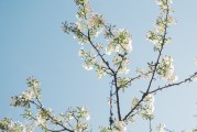 夢中的樹斷了——探索內(nèi)心深處的隱喻，夢中的樹斷了，內(nèi)心深處的隱喻探索