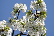 櫻花插件網(wǎng)站，邂逅春日浪漫，暢游花海中的數(shù)字世界