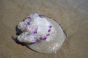 夢(mèng)游深海，我變成了魚，夢(mèng)游深海，我變成了一條魚