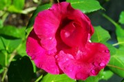 為了對(duì)付特朗普，歐洲花了整整一年準(zhǔn)備，如今要用了