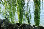 苗木網(wǎng)站排名，揭秘如何提升苗木行業(yè)網(wǎng)站的在線影響力，揭秘苗木網(wǎng)站排名提升策略，在線影響力增長(zhǎng)之道