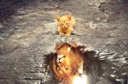 鷹舞夢間——一場與老鷹的奇幻之旅，鷹舞夢間，奇幻之旅與老鷹的邂逅
