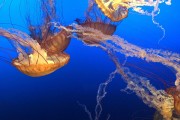 夢中的玉米盛宴，夢中的玉米盛宴的奇妙之旅