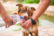 如何輕松注冊(cè)犬舍，一站式指南，輕松開(kāi)啟犬舍之旅，一站式注冊(cè)指南