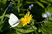 孕婦夢(mèng)中花語(yǔ)——解析孕婦夢(mèng)到花的含義，孕婦夢(mèng)到花的含義解析