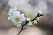 夢(mèng)中懷抱的溫柔，夢(mèng)中懷抱的溫柔，情感的溫柔之旅