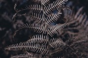無限綠洲 - 免費游戲植物大戰(zhàn)怪獸的世界，無限綠洲，免費植物大戰(zhàn)怪獸的虛擬世界