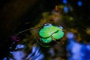 夢境中的火光——一次驚心動(dòng)魄的夢，夢境中的火光，一次驚心動(dòng)魄的夢