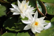 夢中親人喜結(jié)連理，情感交織的奇妙體驗，夢中親人喜結(jié)連理，情感交織的奇妙體驗