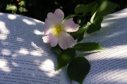 因買賣合同糾紛，高青縣永軍花卉園起訴隆華新材等